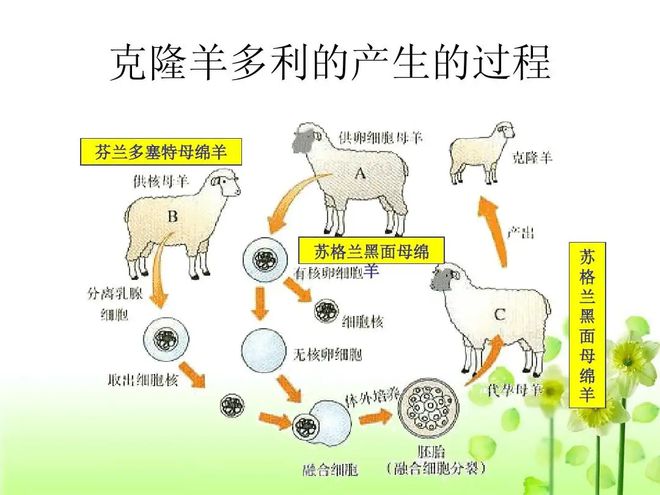 创新克隆技术的辉煌新篇章