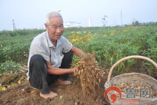 临沭花生米，丰收喜悦，价格喜人，一览无遗！